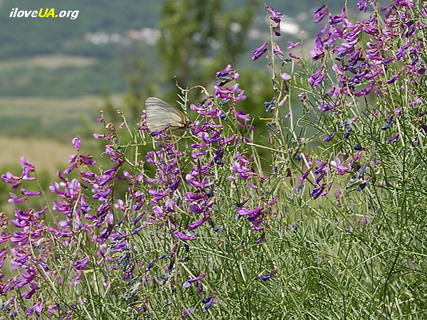 Бабочка, порхающая в цветах. Крым, лето 2009 г.