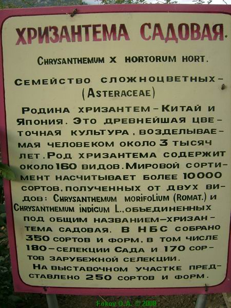 Табличка о хризантемах. Фоков Александр, Днепропетровск. http://iloveua.org/article/59