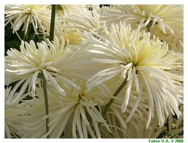 Белые хризантемы, Фоков Александр, Днепропетровск. http://iloveua.org/article/59