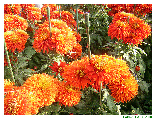 Жёлто-оранжевые хризантемы, Фоков Александр, Днепропетровск. http://iloveua.org/article/59