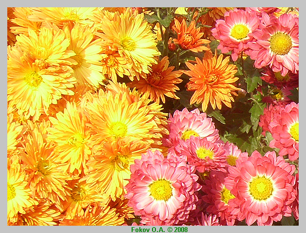 Никитский ботсад, chrysanthemum  автор фото Фоков Александр, Днепропетровск. http://iloveua.org/article/59