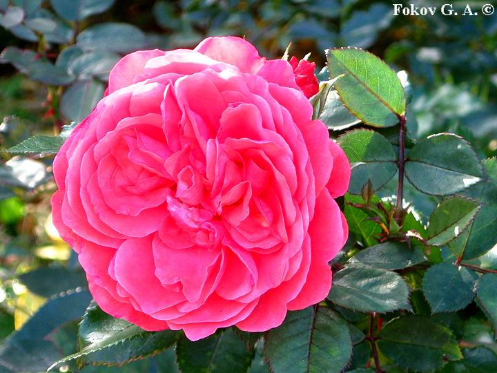 Роза из группы Флорибунда, цветки махровые и квартированные  Автор фото - Геннадий Фоков, http://iloveua.org/article/127