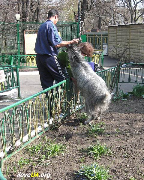 Вот упёртый козёл! Днепропетровск, зооуголок.  Фото: Фоков Геннадий  http://iloveua.org