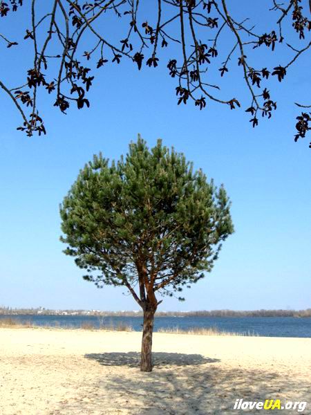 Молодое дерево на фоне Днепра