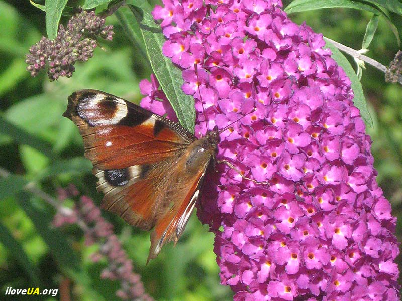 бабочка на цветках Буддлеи Давида