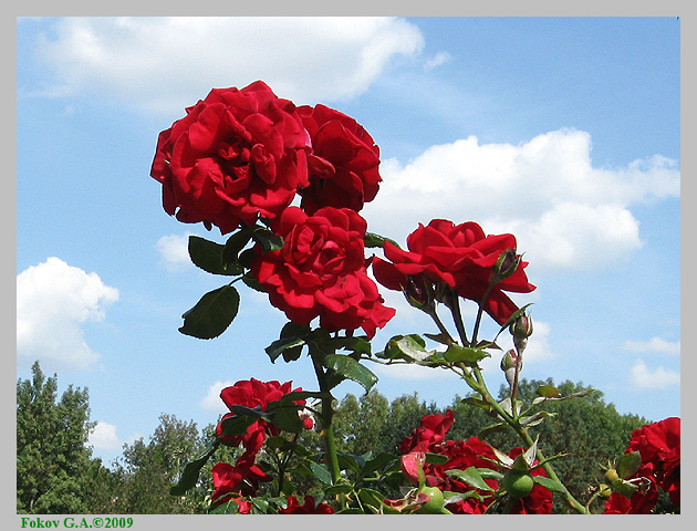 Красные розы.      http://iloveua.org/article/88