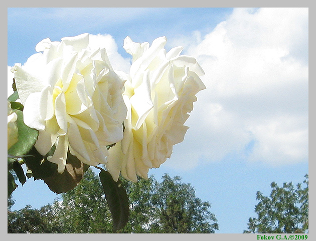 Белые розы.      http://iloveua.org/article/88