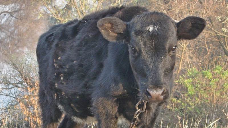 Село Искровка. Бычок на правом берегу реки Ингулец